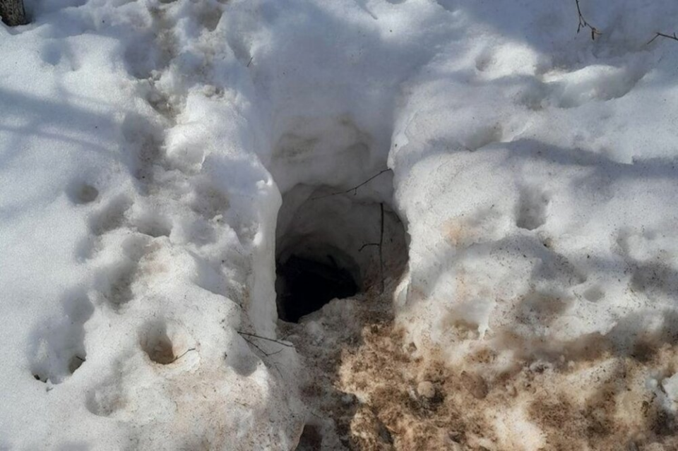 Фото Барсуки начали выходить из спячки в Нижегородской области  - Новости Живем в Нижнем