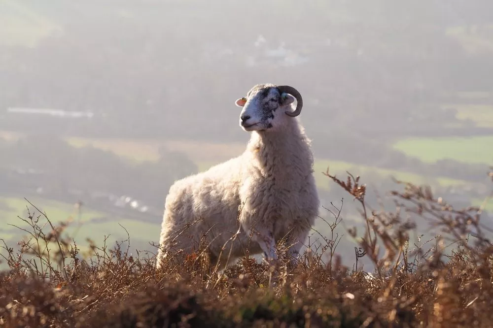 Фото Евгений Люлин подарил военнослужащим из Дзержинска 20 баранов и овец - Новости Живем в Нижнем