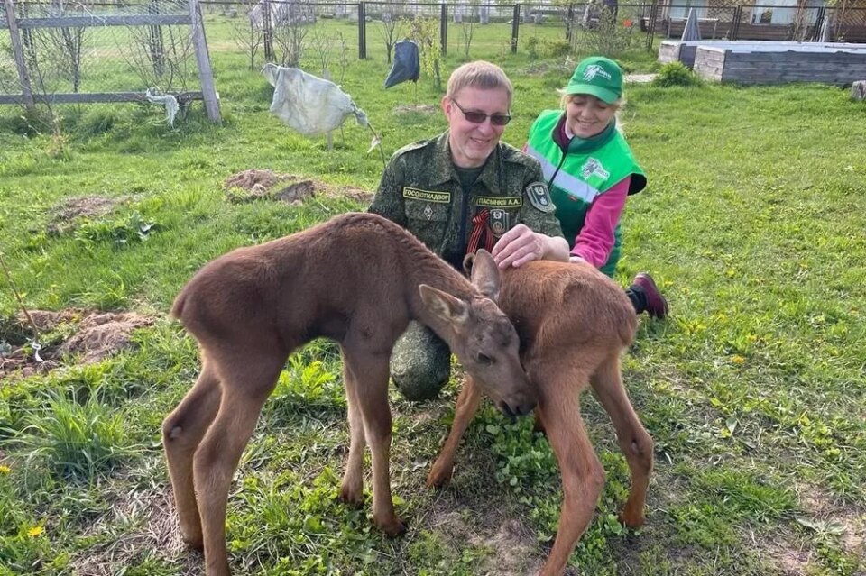 Фото Неравнодушные люди спасли осиротевшего лосенка в Нижегородской области - Новости Живем в Нижнем