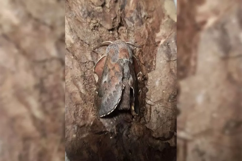 Фото Новый для Нижегородской области вид бабочек нашли в Керженском заповеднике - Новости Живем в Нижнем