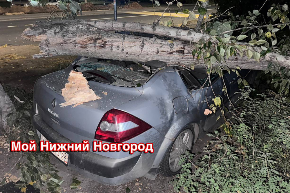 Фото Паркуйтесь аккуратнее: поваленное ветром дерево повредило автомобиль в Московском районе - Новости Живем в Нижнем