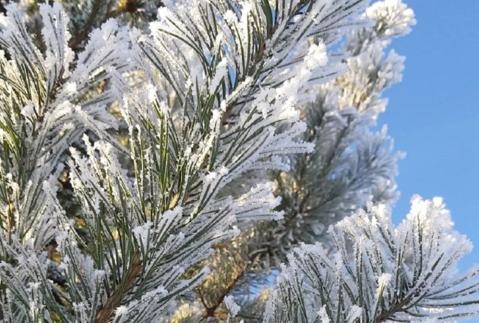 Фото Небольшой снег и похолодание до -8° ожидает нижегородцев 11 – 12 февраля - Новости Живем в Нижнем