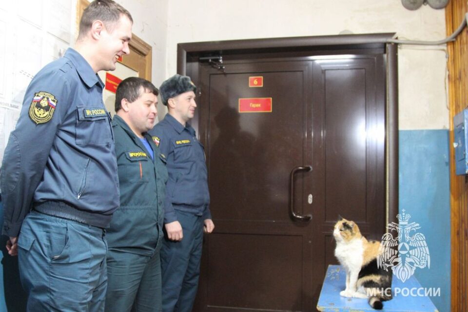 Фото Уникальный кот стоит на боевом посту в пожарной части поселка Ковернино - Новости Живем в Нижнем