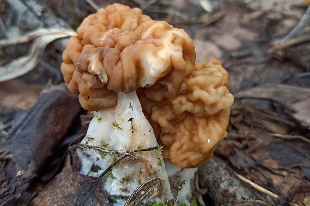 Фото Жители Нижегородской области поделились грибными местами в апреле - Новости Живем в Нижнем