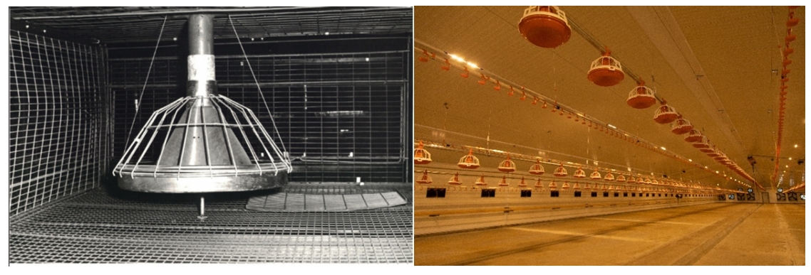 Птицефабрика будущего: как традиции дополняются технологиями