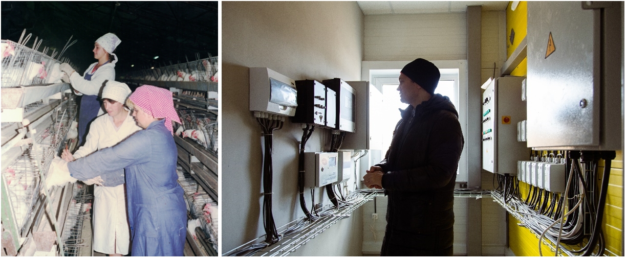 Птицефабрика будущего: как традиции дополняются технологиями