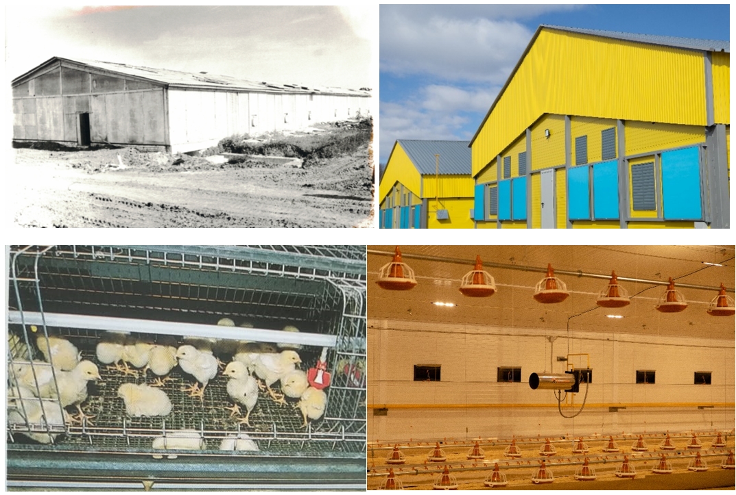 Птицефабрика будущего: как традиции дополняются технологиями