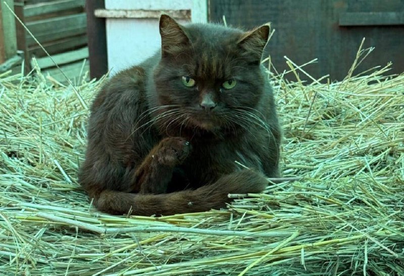 Евгений Люлин показал пушистых «главбуха» и «директора» своей фермы