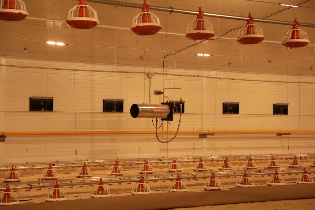 Безопасность куриного мяса: технология, которая меняет представление о здоровом питании