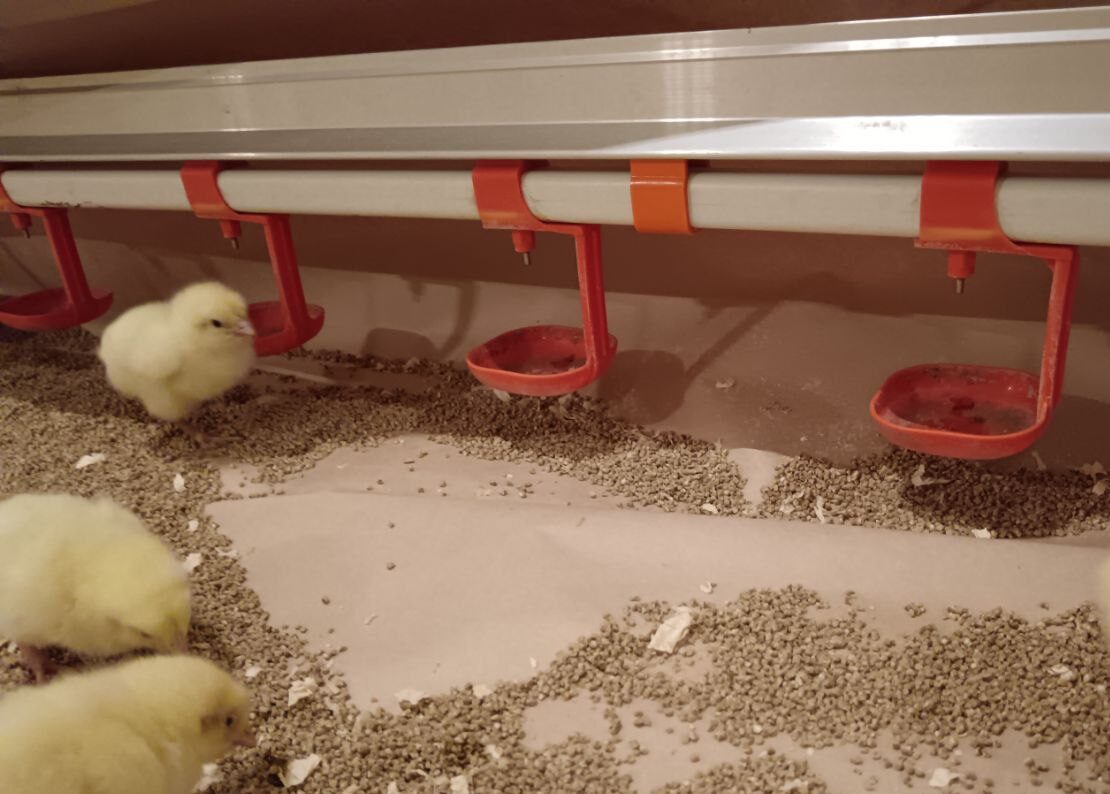 Расти, курочка, большая и здоровая: в Вачском округе открыли 18 новых птичников