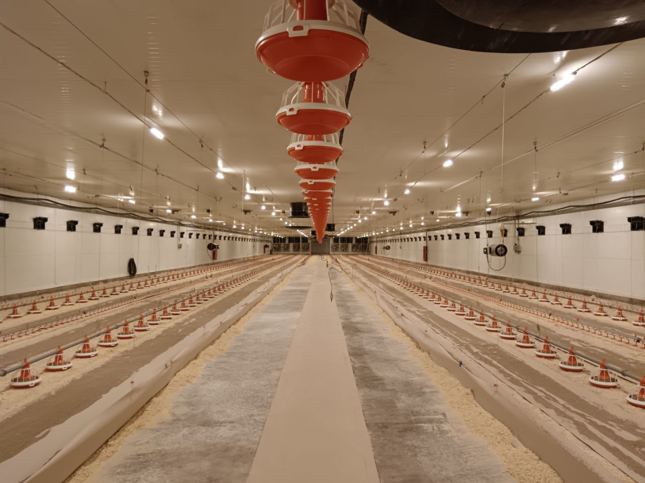 Расти, курочка, большая и здоровая: в Вачском округе открыли 18 новых птичников