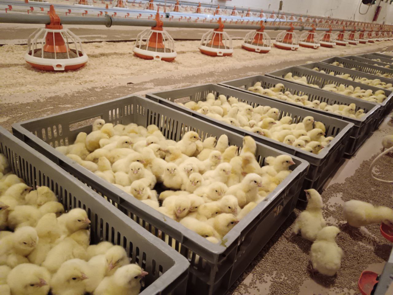 Расти, курочка, большая и здоровая: в Вачском округе открыли 18 новых птичников