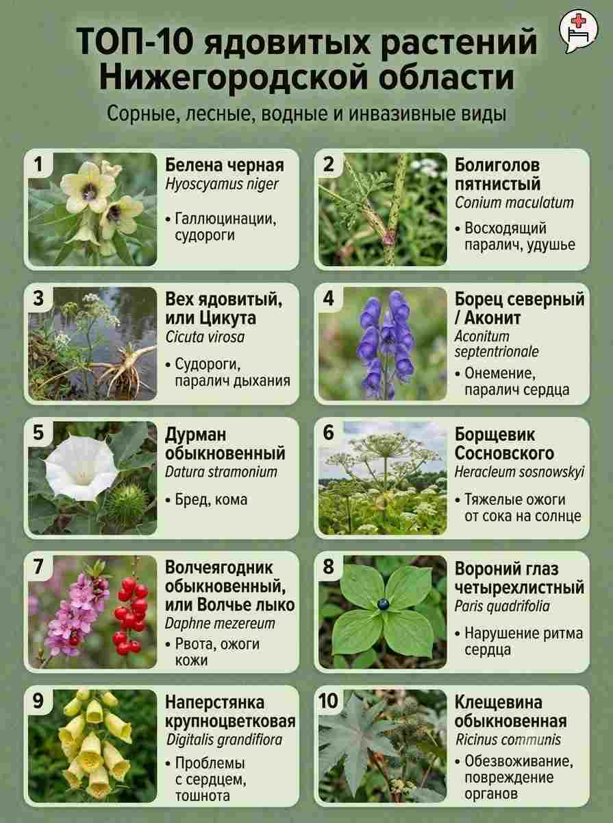 Нижегородцев предупредили о вызывающих паралич и остановку сердца цветах