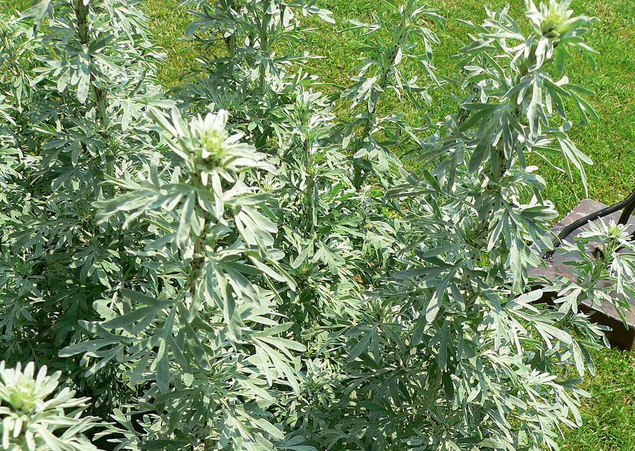 Биолог Ольга Бирюкова назвала лекарственные травы Нижегородской области