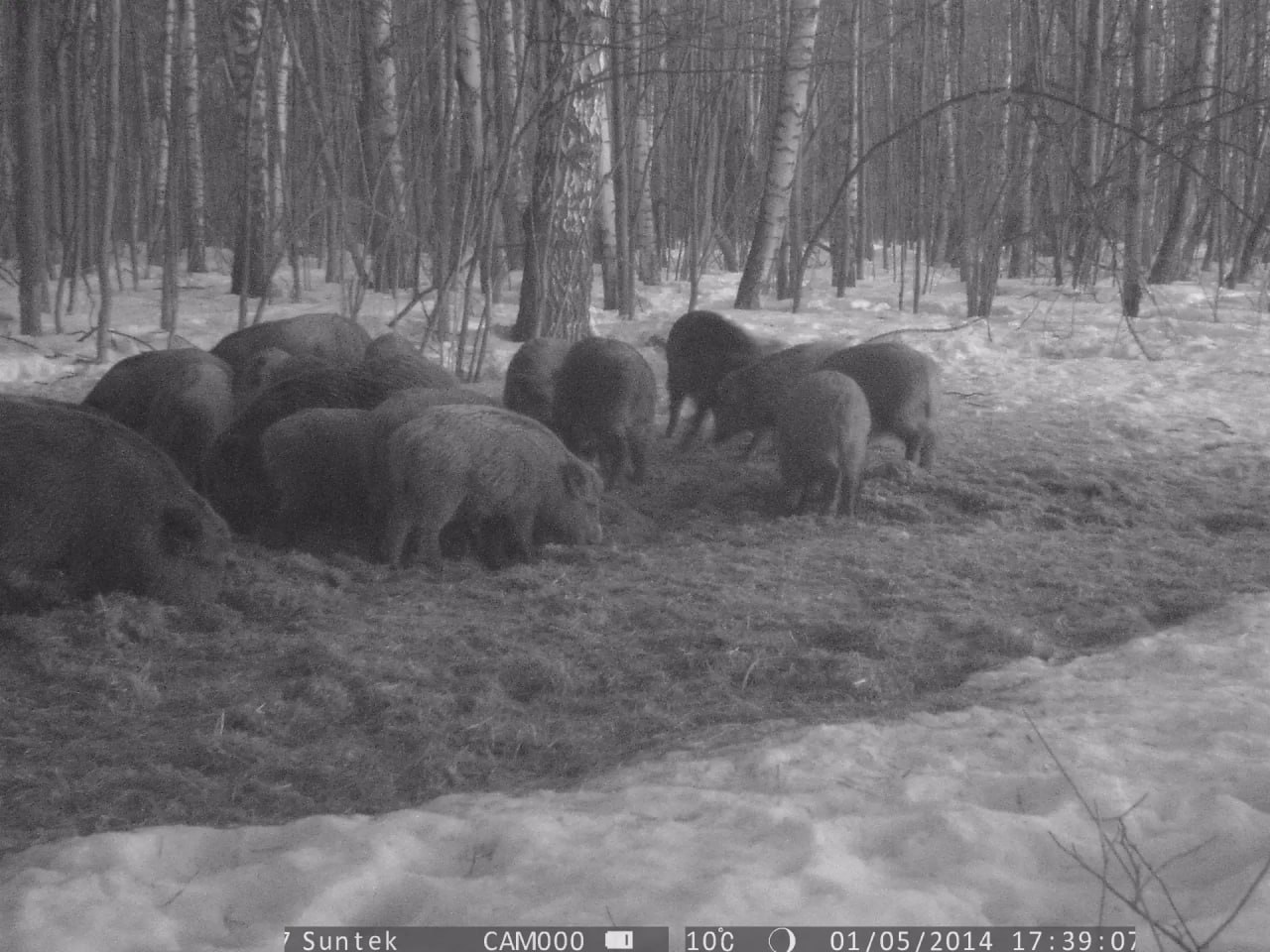 Медведи выходят к людям: самые опасные районы Нижегородской области