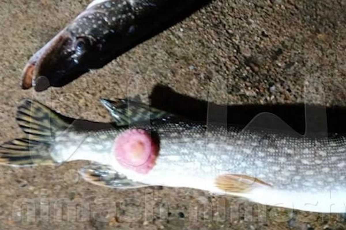 Щучья чума атаковала водоемы Нижегородской области